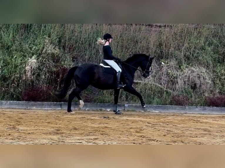 Hanoverian Mare 14 years 17 hh Black in Medebach