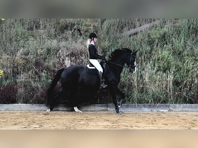 Hanoverian Mare 14 years 17 hh Black in Medebach