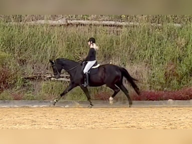 Hanoverian Mare 14 years 17 hh Black in Medebach