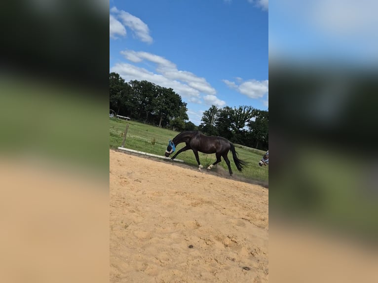 Hanoverian Mare 14 years 17 hh Black in Scheeßel