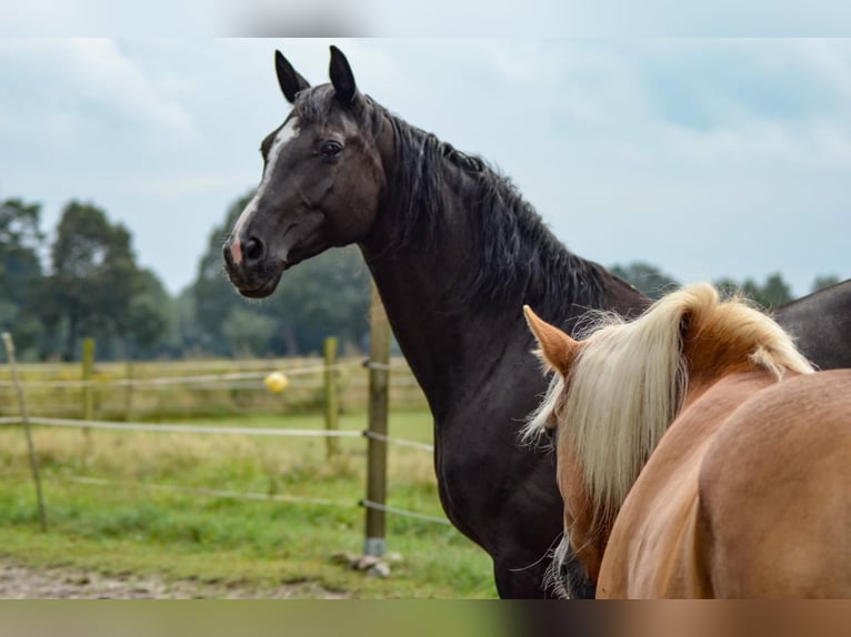 Hanoverian Mare 14 years 17 hh Black in Scheeßel