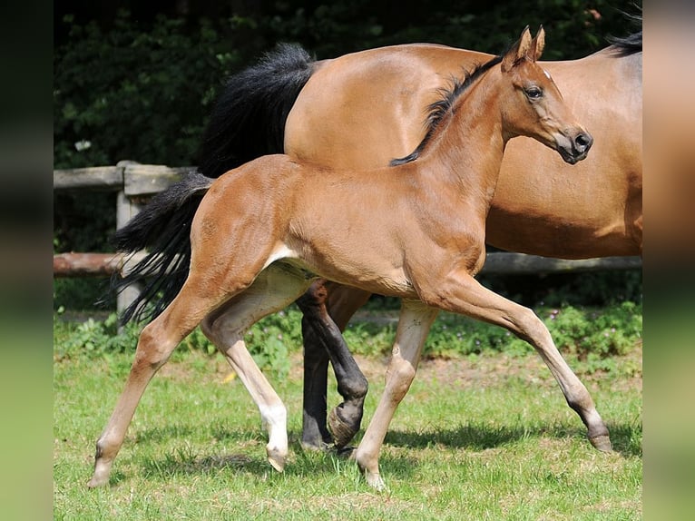Hanoverian Mare 14 years 17 hh Brown in Weyhe