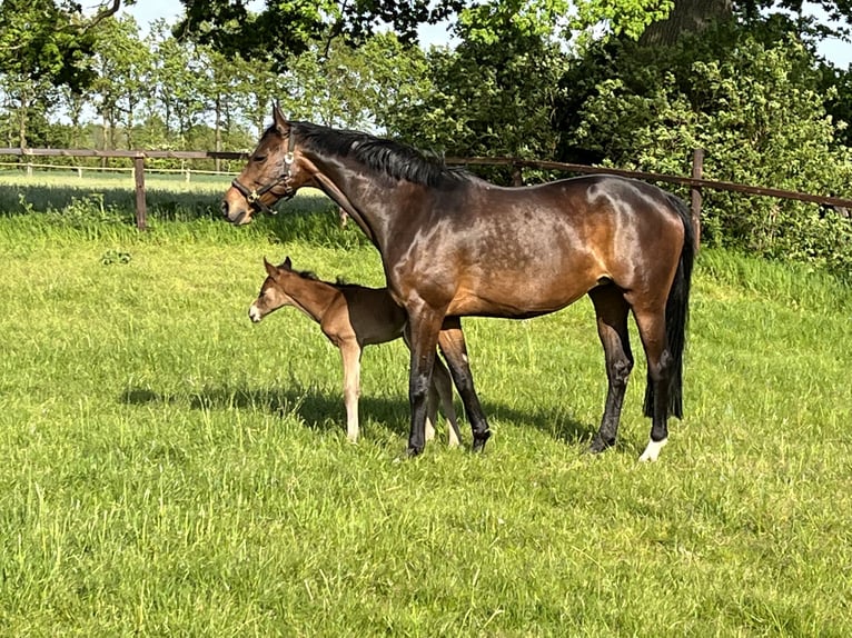 Hanoverian Mare 14 years 17 hh Brown in Weyhe