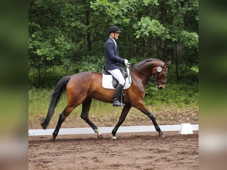Hanoverian Mare 14 years 17 hh Brown in Weyhe