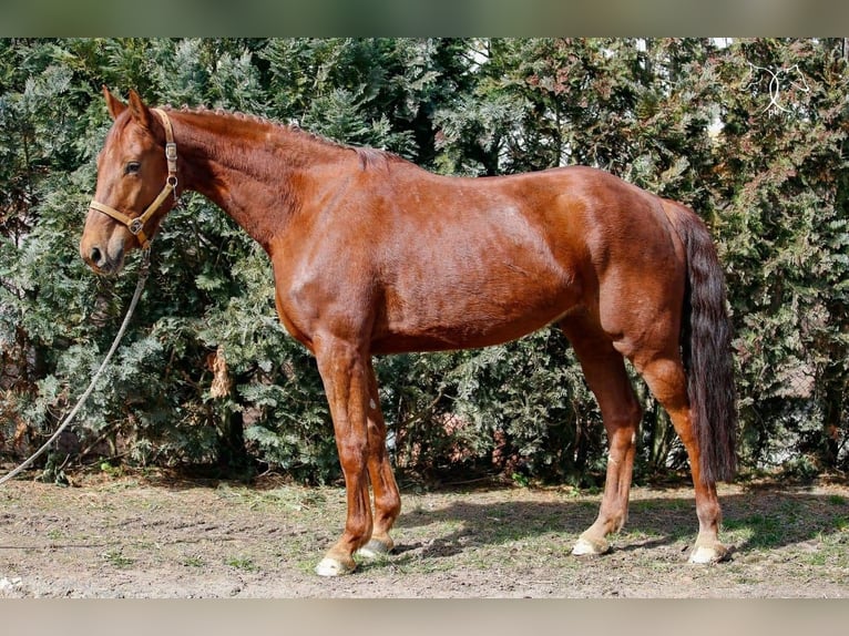 Hanoverian Mare 14 years 17 hh Chestnut-Red in Ammersbek