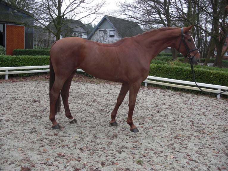 Hanoverian Mare 14 years 17 hh Chestnut-Red in Verden (Aller)