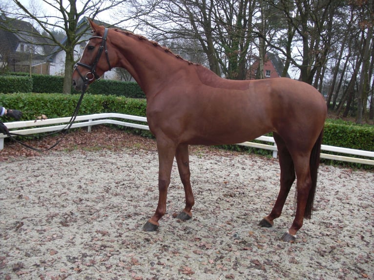 Hanoverian Mare 14 years 17 hh Chestnut-Red in Verden (Aller)