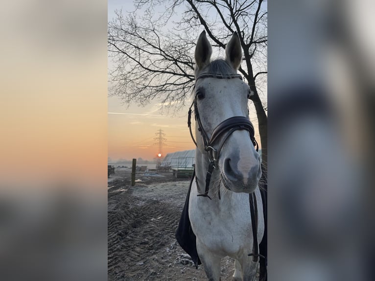Hanoverian Mare 14 years 17 hh Grey-Dapple in Grossensee