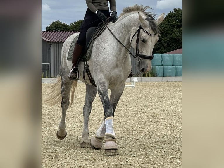 Hanoverian Mare 14 years 17 hh Grey-Dapple in Grossensee