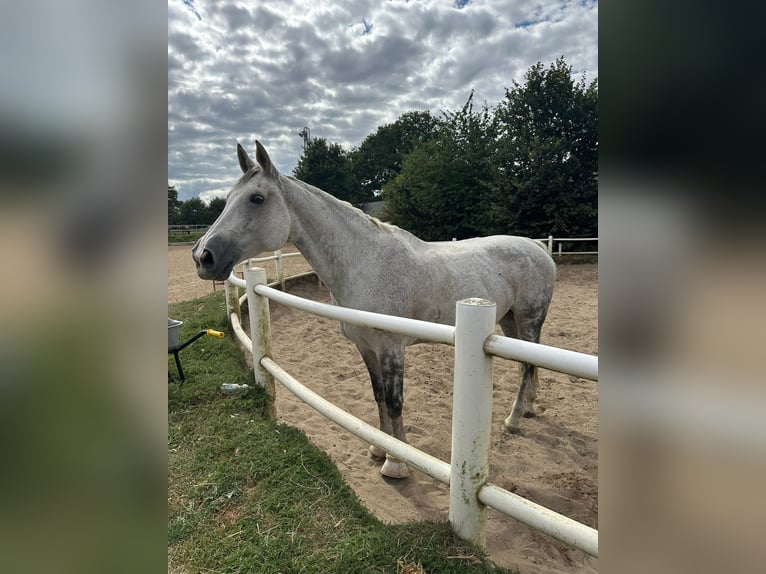 Hanoverian Mare 14 years 17 hh Grey in Wentorf bei Hamburg