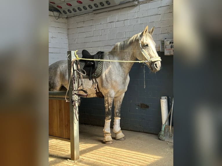 Hanoverian Mare 14 years 17 hh Grey in Wentorf bei Hamburg