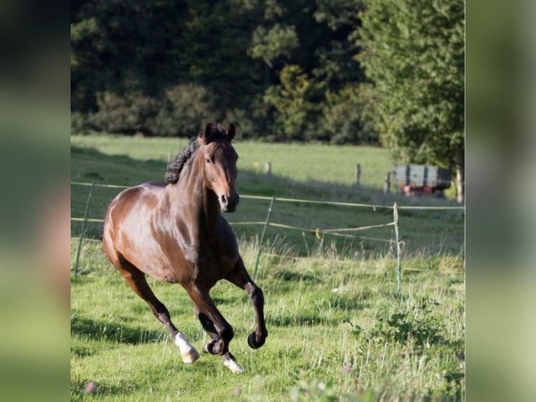 Hanoverian Mare 14 years 17,1 hh Bay-Dark in D&#xFC;sseldorf