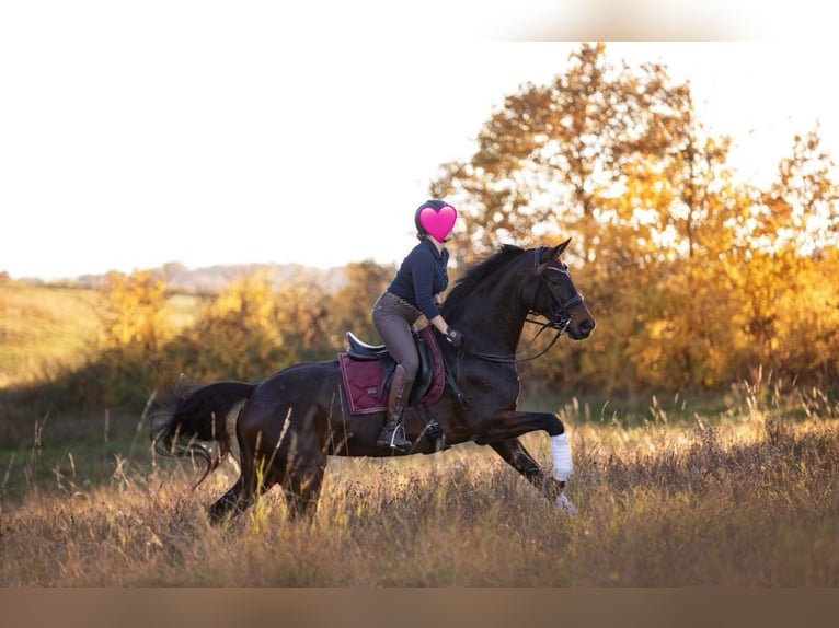 Hanoverian Mare 14 years 17,1 hh Bay-Dark in D&#xFC;sseldorf