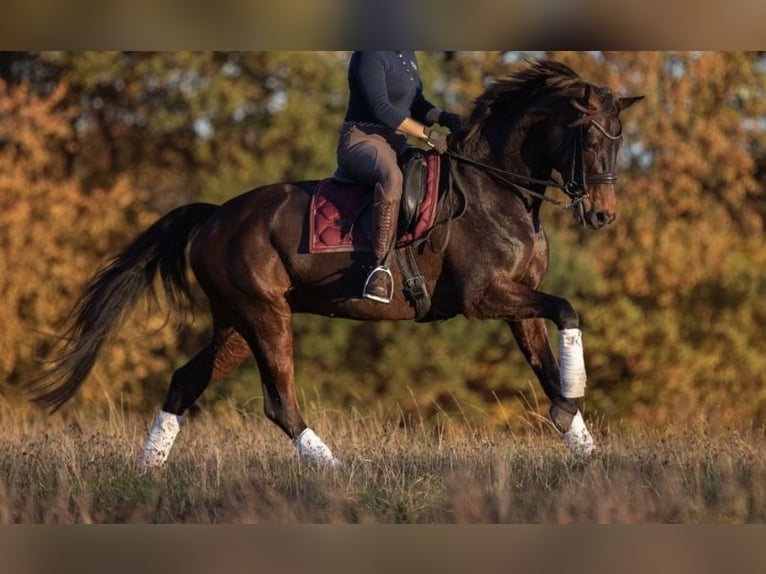 Hanoverian Mare 14 years 17,1 hh Bay-Dark in D&#xFC;sseldorf