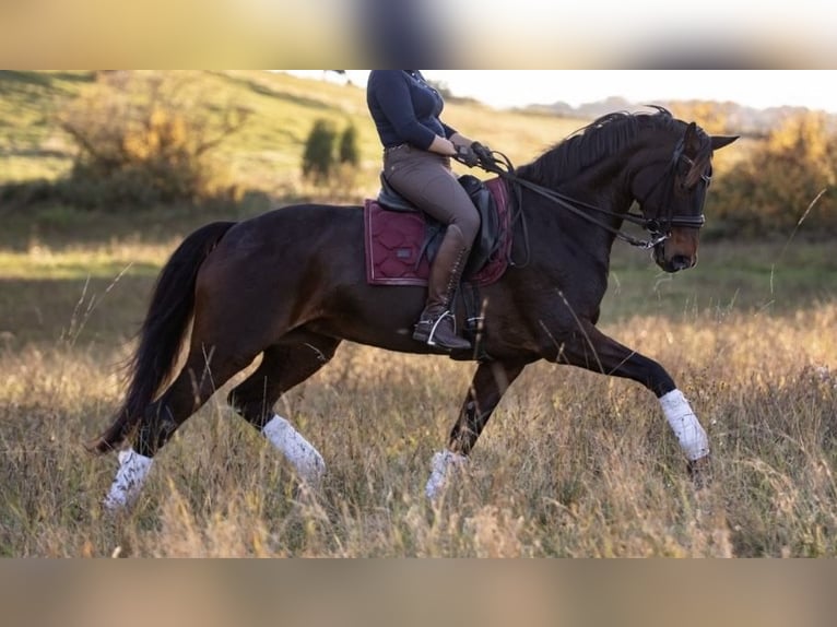 Hanoverian Mare 14 years 17,1 hh Bay-Dark in D&#xFC;sseldorf