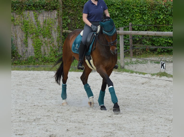 Hanoverian Mare 14 years 17,1 hh Bay-Dark in D&#xFC;sseldorf