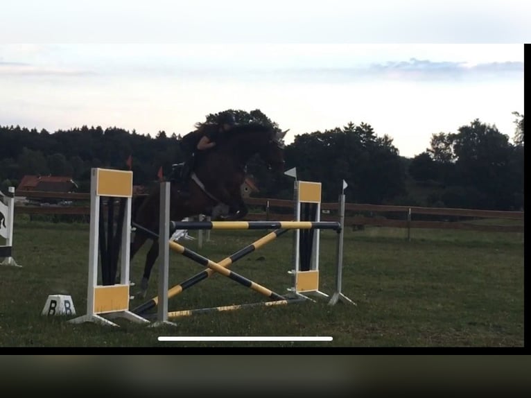Hanoverian Mare 14 years 17,1 hh Bay-Dark in D&#xFC;sseldorf