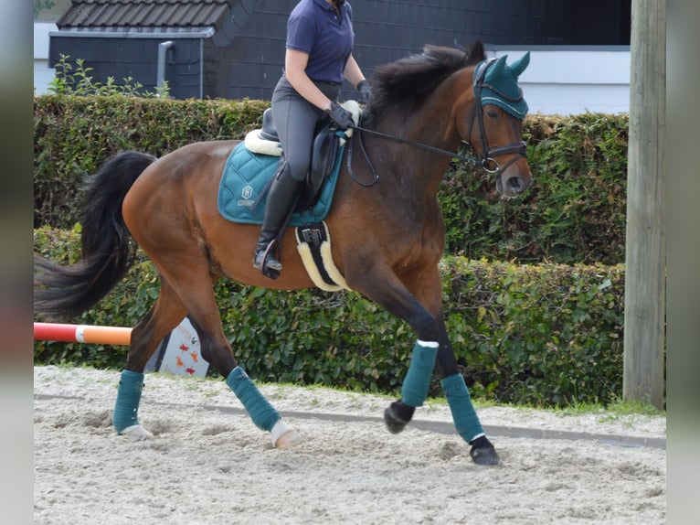 Hanoverian Mare 14 years 17,1 hh Bay-Dark in D&#xFC;sseldorf