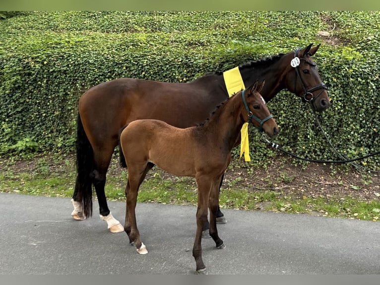 Hanoverian Mare 14 years 17,1 hh Bay-Dark in D&#xFC;sseldorf