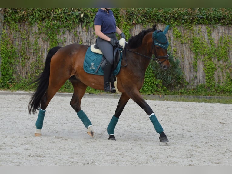 Hanoverian Mare 14 years 17,1 hh Bay-Dark in D&#xFC;sseldorf