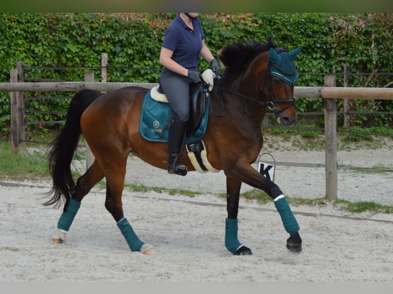 Hanoverian Mare 14 years 17,1 hh Bay-Dark in D&#xFC;sseldorf