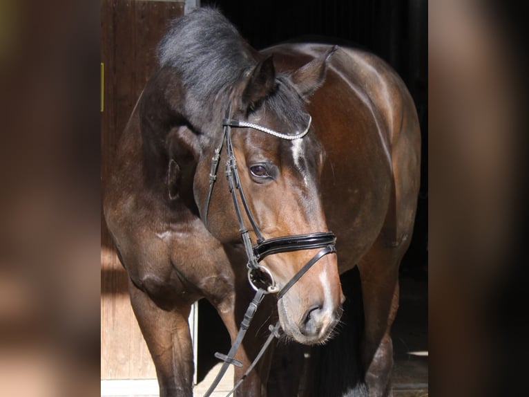Hanoverian Mare 14 years 17,2 hh Bay-Dark in Winhöring