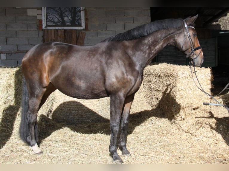 Hanoverian Mare 14 years 17,2 hh Bay-Dark in Winhöring