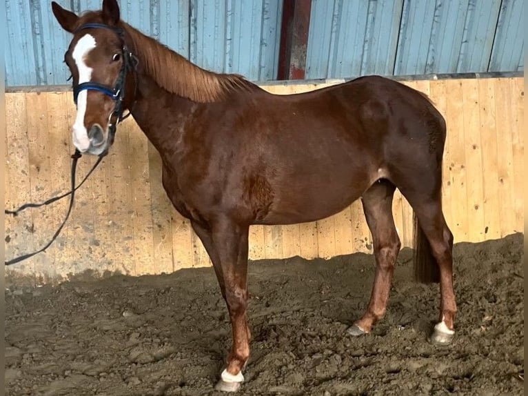 Hanoverian Mare 15 years 15.2 hh Chestnut-Red in Süderlügum