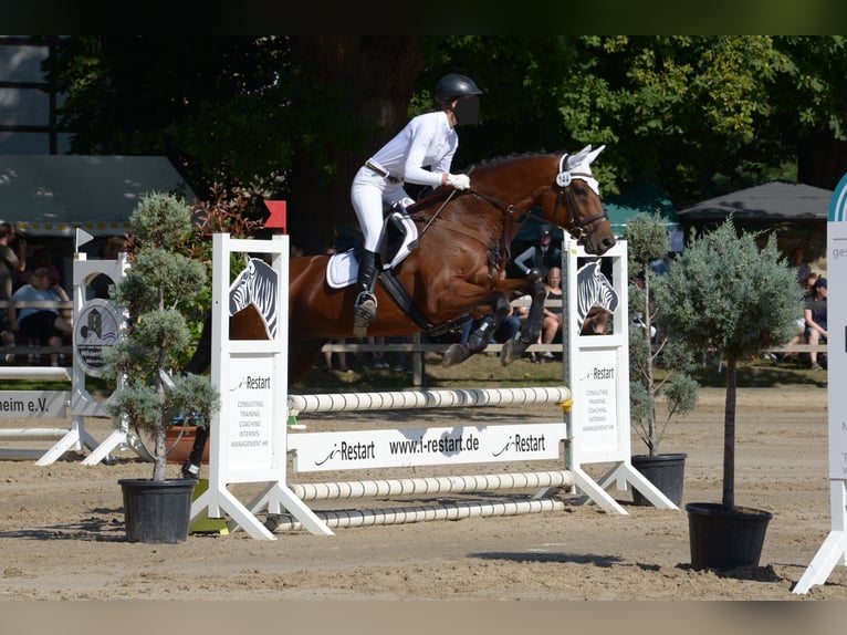 Hanoverian Mare 15 years 15.3 hh Brown in Springe