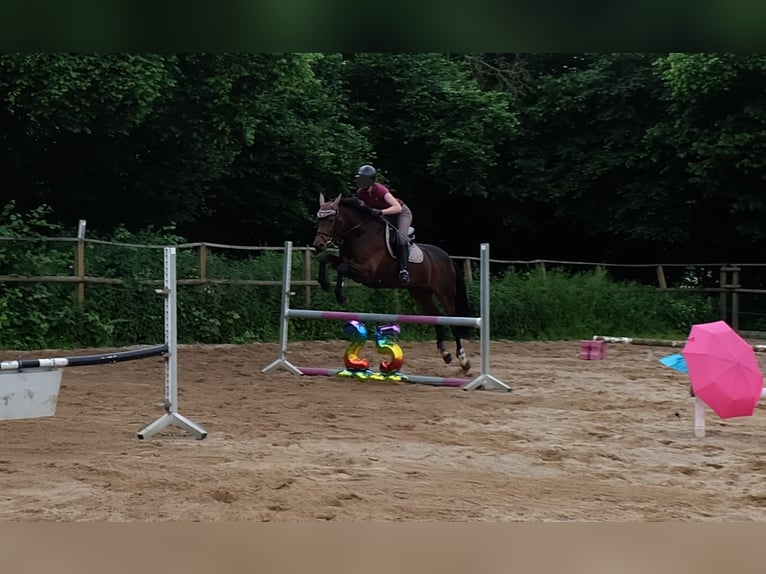 Hanoverian Mare 15 years 15.3 hh Brown in Springe