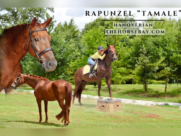 Hanoverian Mare 15 years 15,3 hh Chestnut in Eatonton, GA