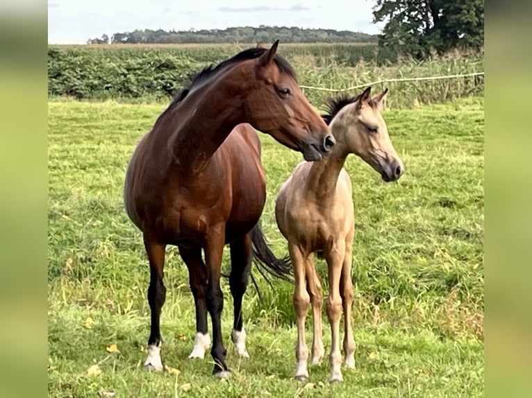Hanoverian Mare 15 years 15 hh Brown in Osten