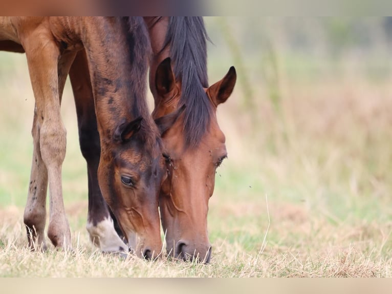 Hanoverian Mare 15 years 15 hh Brown in Osten