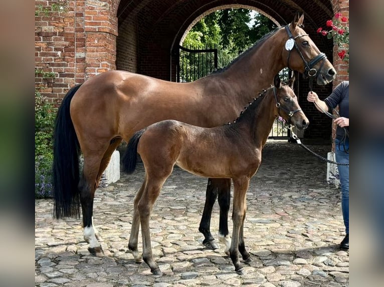 Hanoverian Mare 15 years 15 hh Brown in Osten