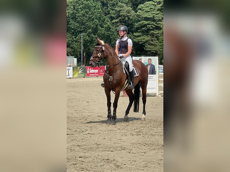 Hanoverian Mare 15 years 15,3 hh Brown in Winsen (Aller)