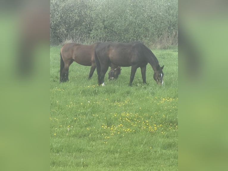 Hanoverian Mare 15 years 15,3 hh Brown in Winsen (Aller)