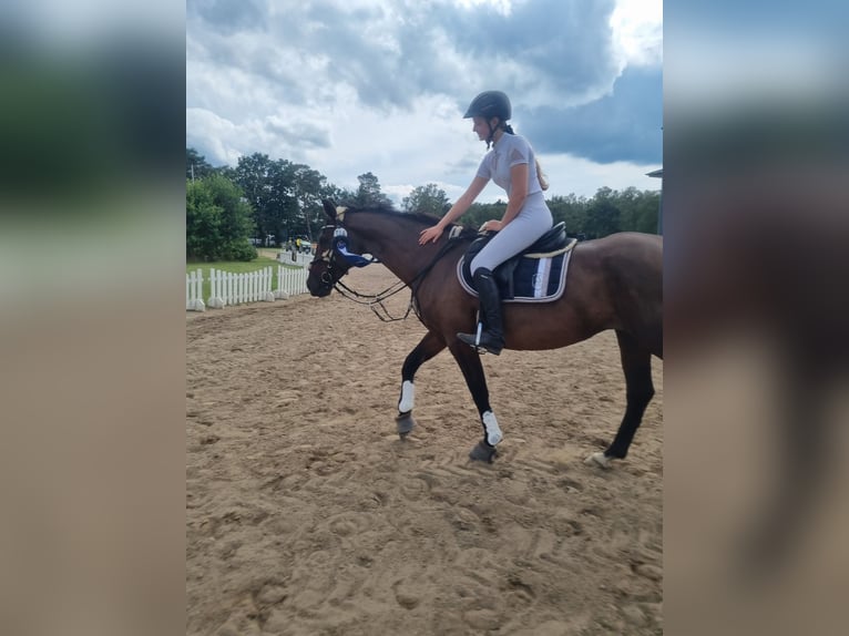 Hanoverian Mare 15 years 15,3 hh Brown in Winsen (Aller)