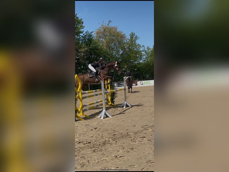 Hanoverian Mare 15 years 15,3 hh Brown in Winsen (Aller)