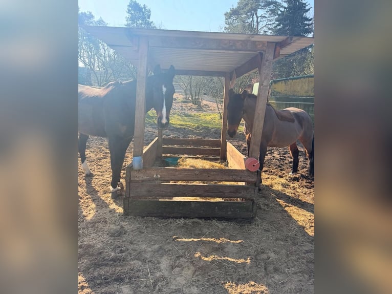 Hanoverian Mare 15 years 15,3 hh Brown in Winsen (Aller)