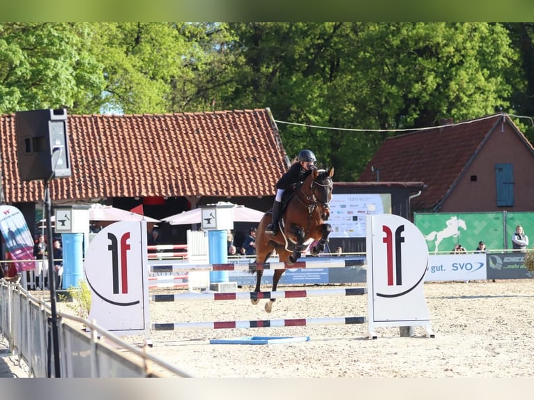 Hanoverian Mare 15 years 15,3 hh Brown in Winsen (Aller)