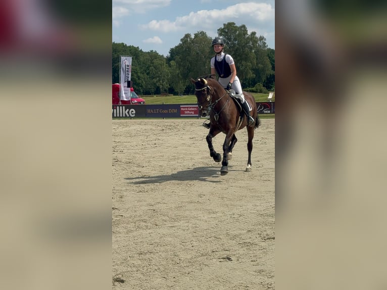 Hanoverian Mare 15 years 15,3 hh Brown in Winsen (Aller)