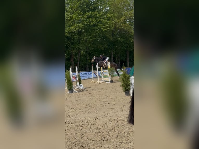 Hanoverian Mare 15 years 15,3 hh Brown in Winsen (Aller)