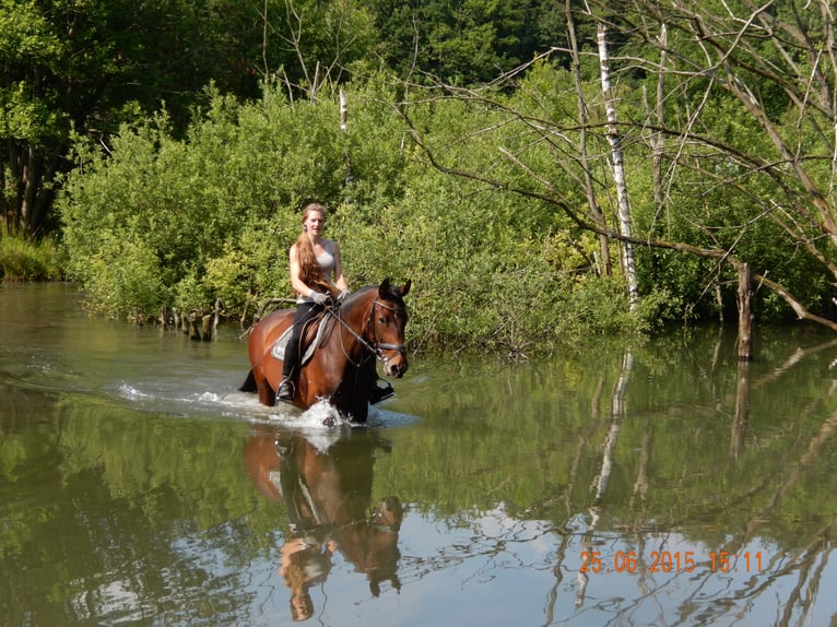 Hanoverian Mare 15 years 16,1 hh Bay-Dark in Brokstedt