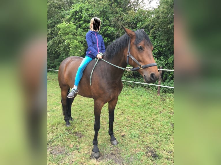 Hanoverian Mare 15 years 16.1 hh Bay-Dark in Langenhagen