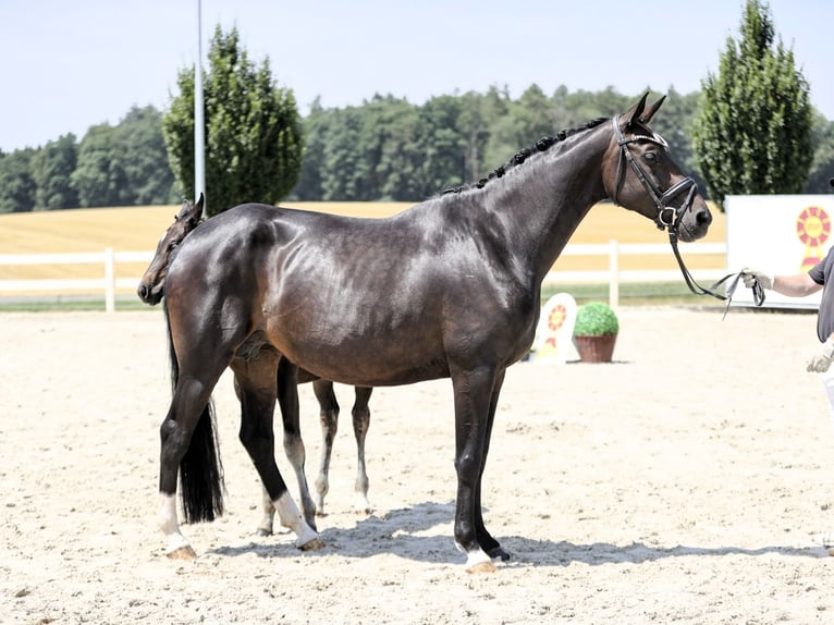Hanoverian Mare 15 years 16.1 hh Black in Illmensee