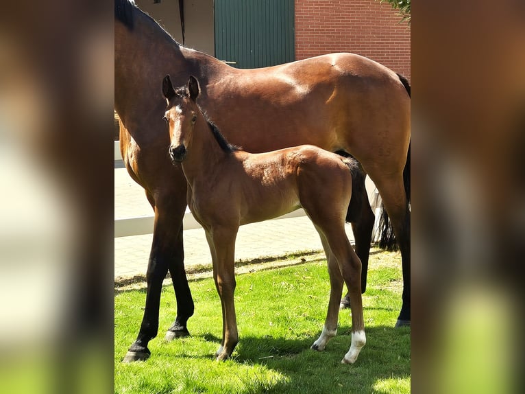 Hanoverian Mare 15 years 16,1 hh Brown in Eydelstedt