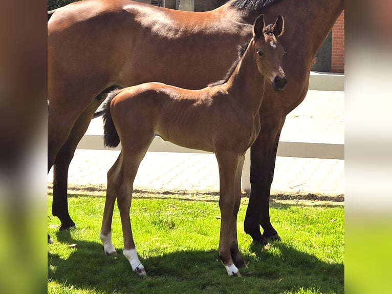 Hanoverian Mare 15 years 16,1 hh Brown in Eydelstedt