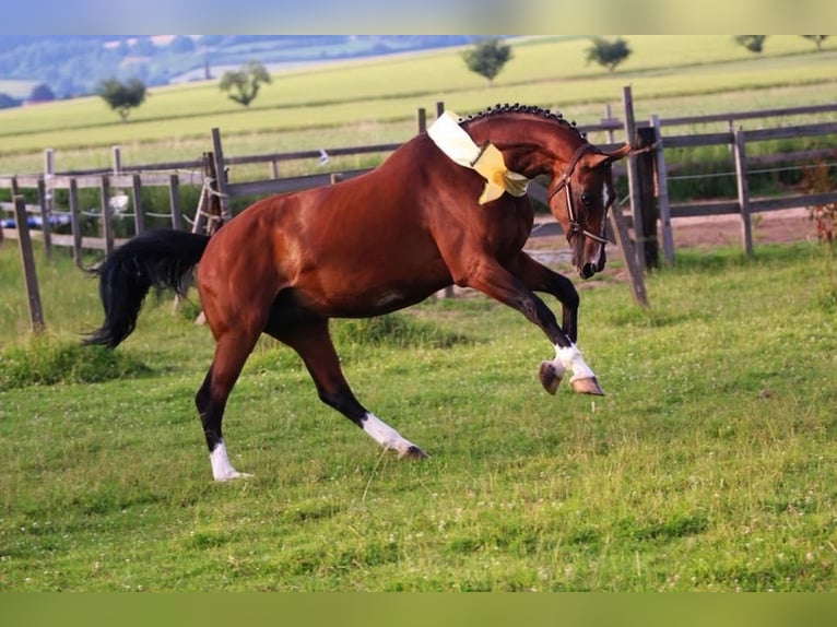 Hanoverian Mare 15 years 16,1 hh Brown in Emmerthal