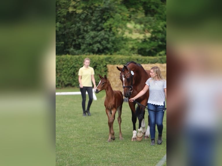 Hanoverian Mare 15 years 16,1 hh Brown in Emmerthal