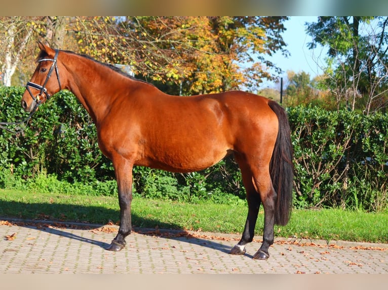 Hanoverian Mare 15 years 16,1 hh Brown in Selsingen